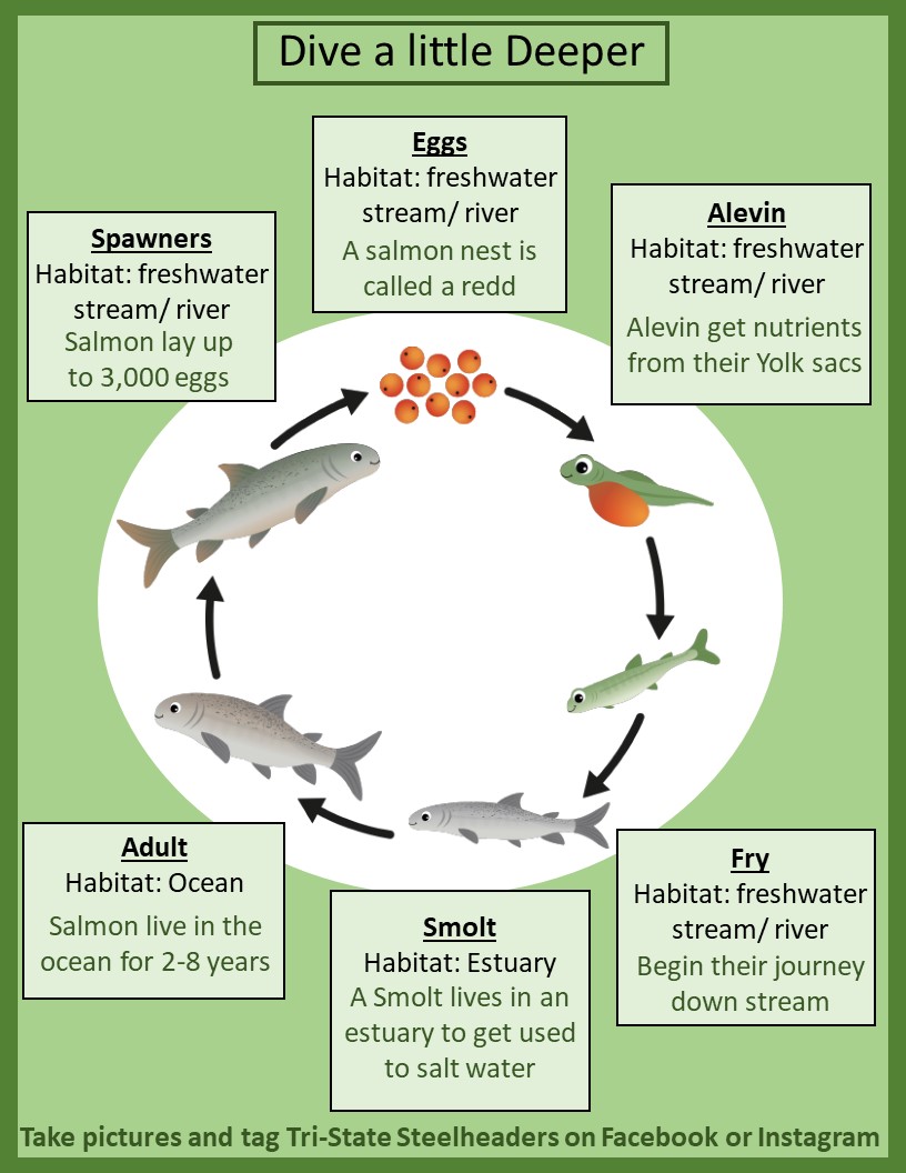 Salmon life Cycle | Tri-State Steelheaders